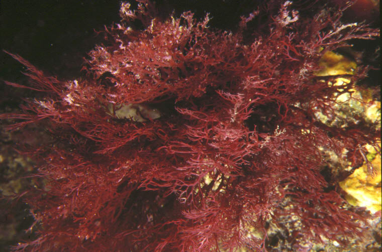 Sphaerococcus coronopifolius